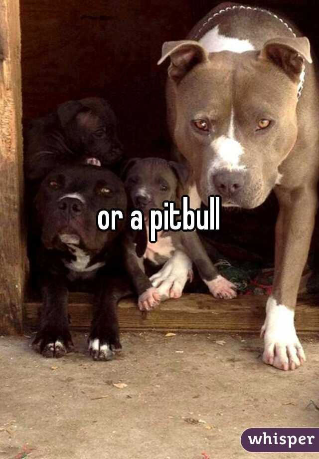 or a pitbull