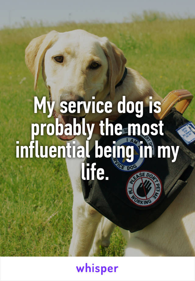 My service dog is probably the most influential being in my life. 