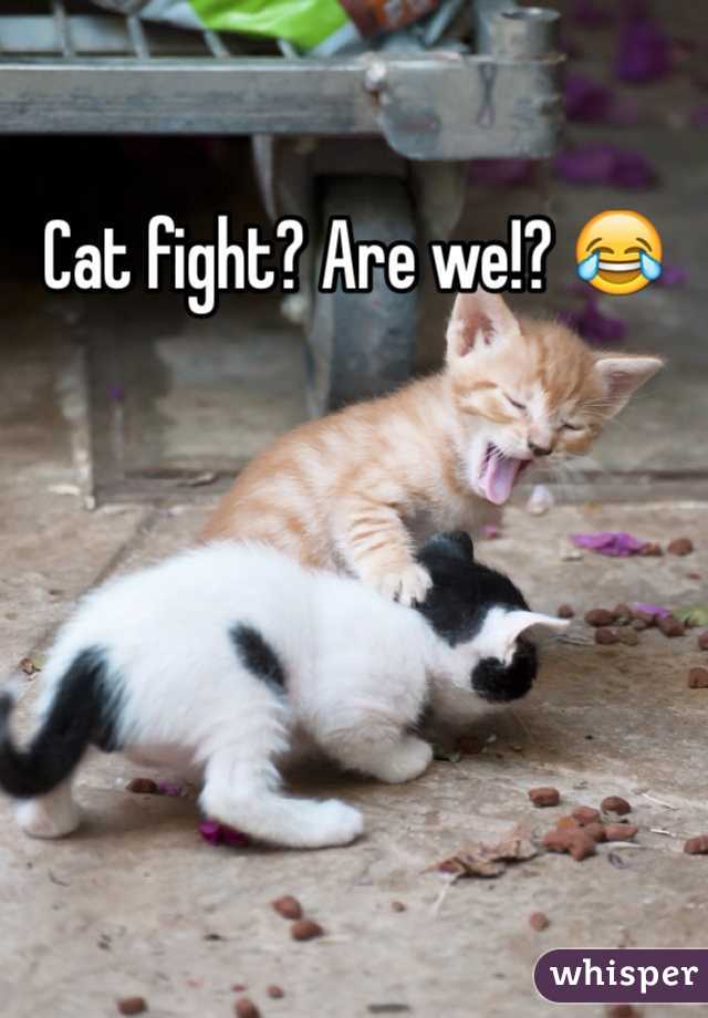 Cat fight? Are we!? 😂