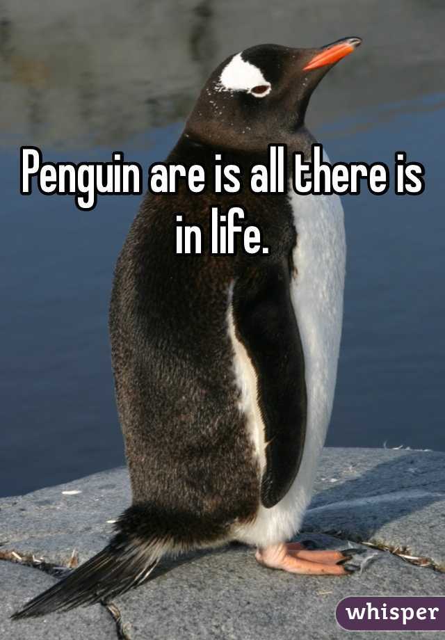 Penguin are is all there is in life. 