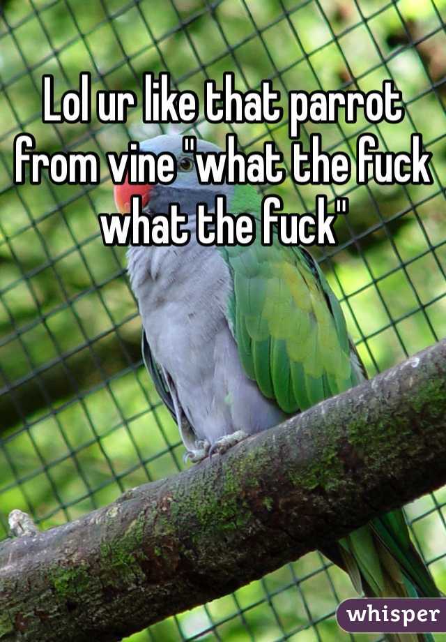 Lol ur like that parrot from vine "what the fuck what the fuck"