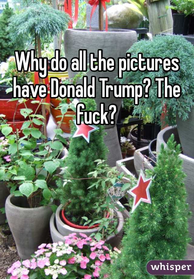 Why do all the pictures have Donald Trump? The fuck?