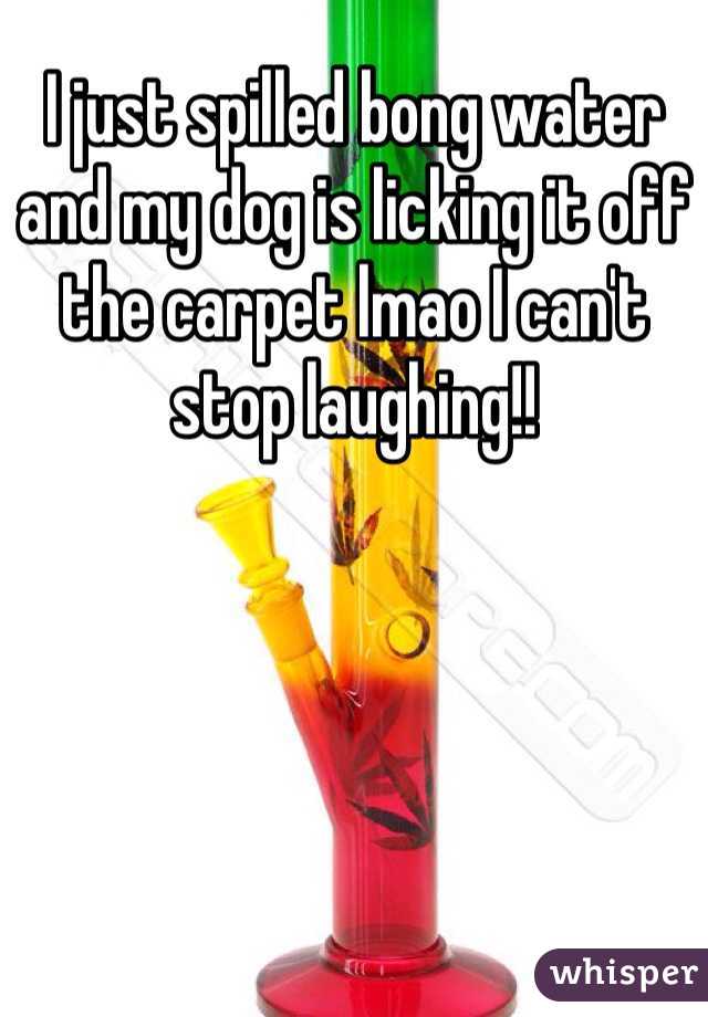 I just spilled bong water and my dog is licking it off the carpet lmao I can't stop laughing!!