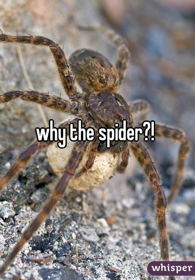 why the spider?! 
