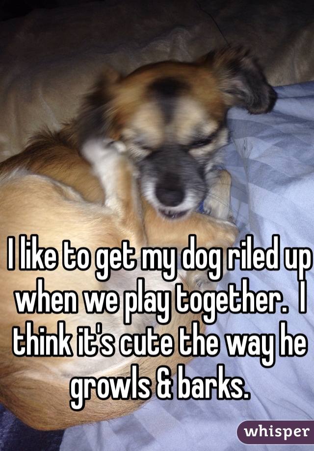 I like to get my dog riled up when we play together.  I think it's cute the way he growls & barks.   