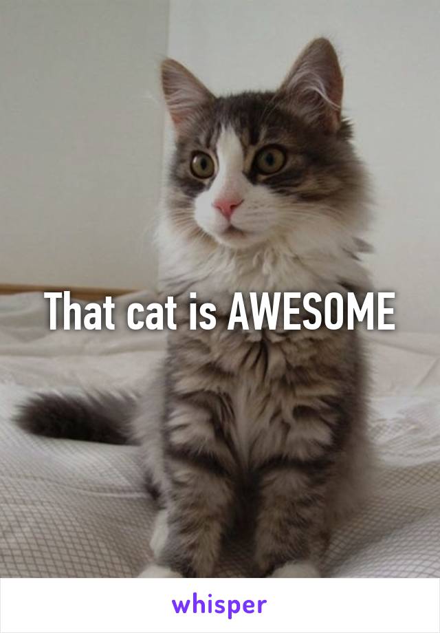 That cat is AWESOME