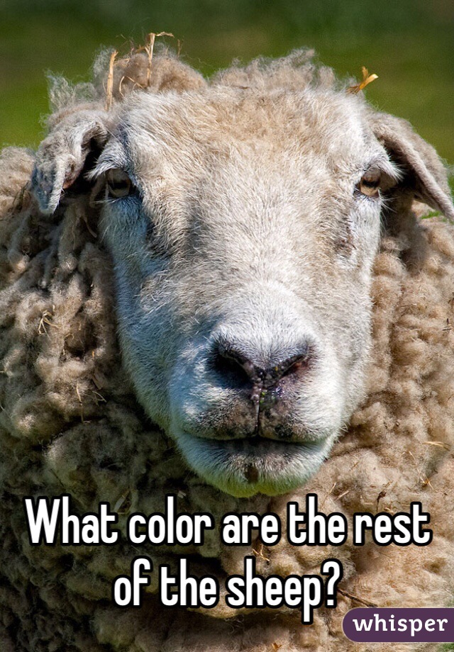 What color are the rest of the sheep?