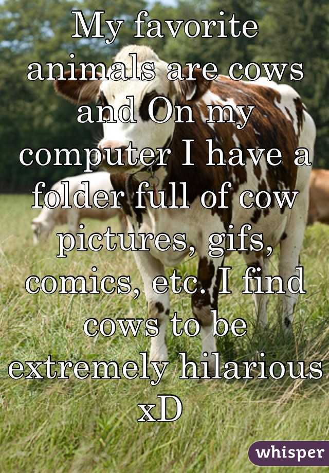 My favorite animals are cows and On my computer I have a folder full of cow pictures, gifs, comics, etc. I find cows to be extremely hilarious xD 