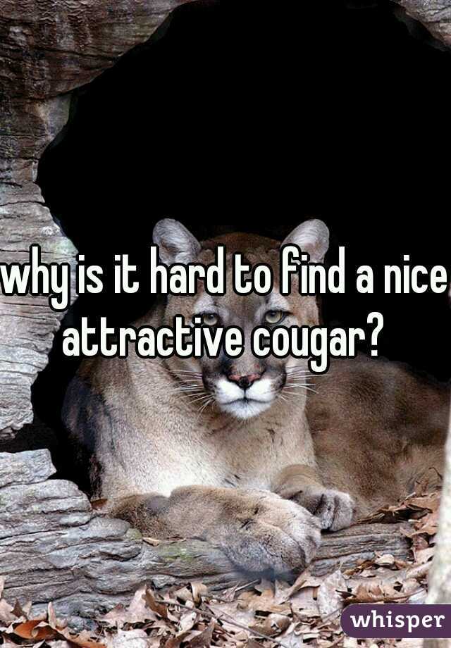 why is it hard to find a nice attractive cougar? 