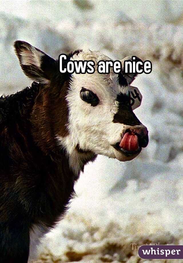 Cows are nice