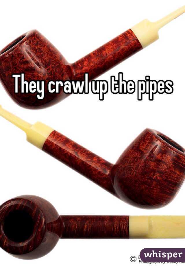 They crawl up the pipes 