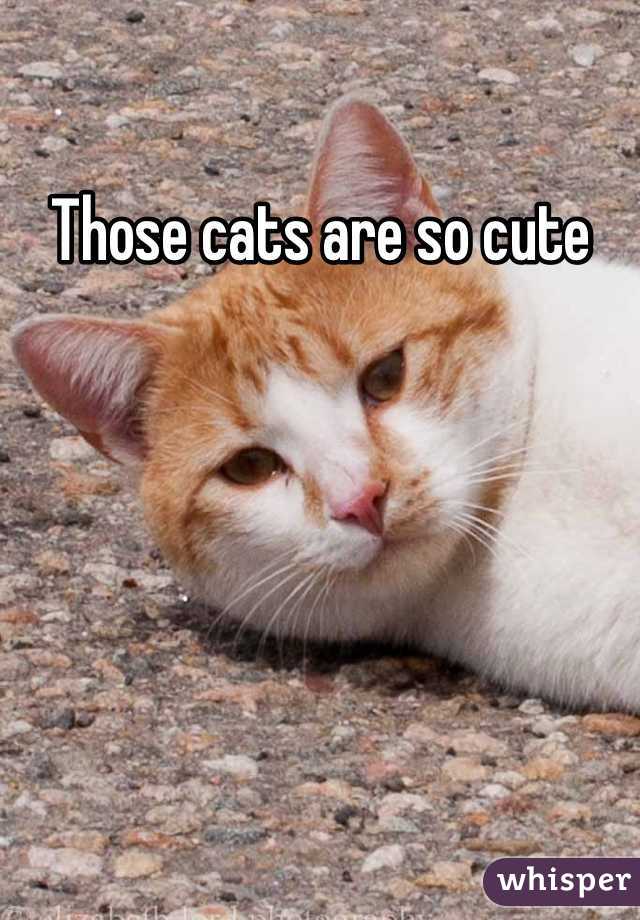 Those cats are so cute