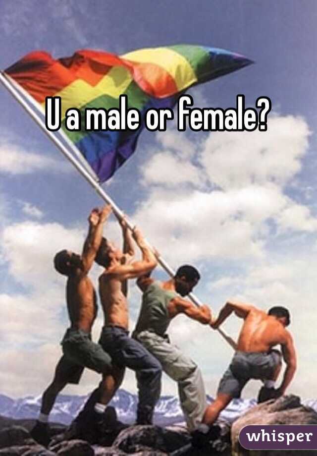 U a male or female?