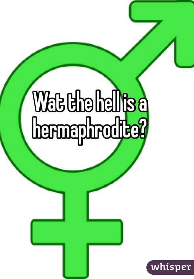 Wat the hell is a hermaphrodite? 
