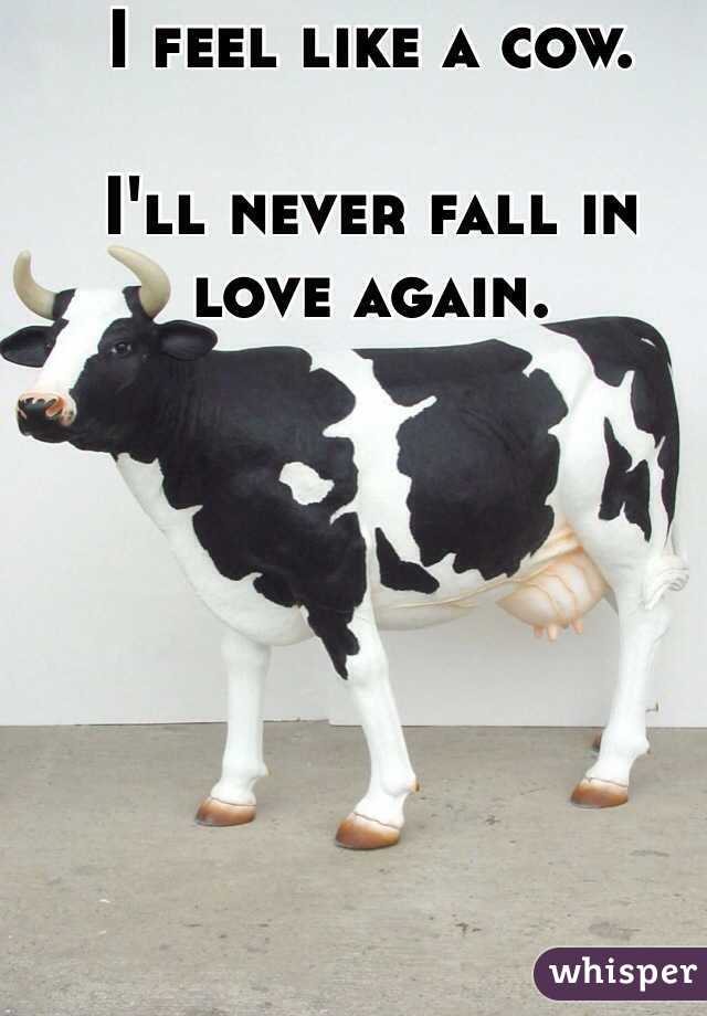 I feel like a cow. 

I'll never fall in love again. 