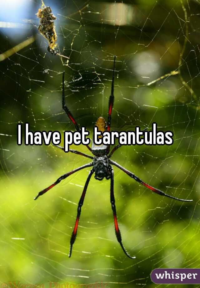 I have pet tarantulas  