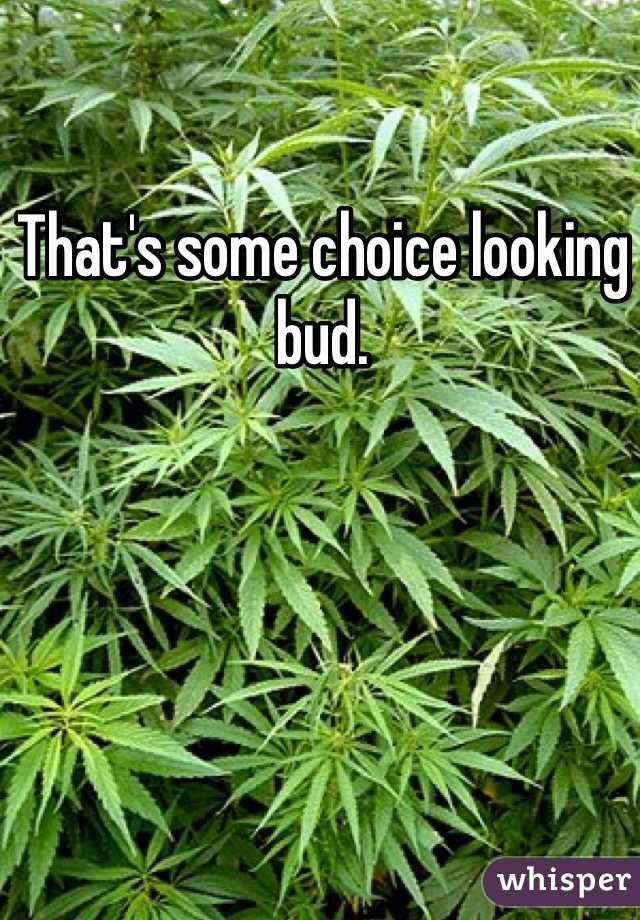 That's some choice looking bud.