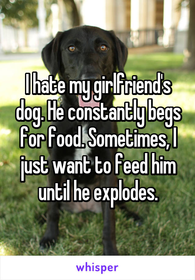 I hate my girlfriend's dog. He constantly begs for food. Sometimes, I just want to feed him until he explodes.