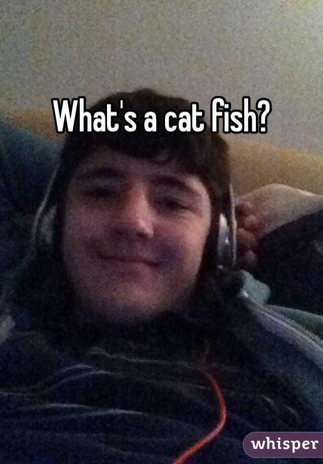 What's a cat fish? 