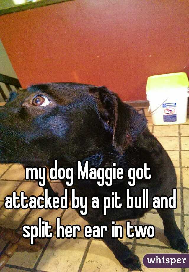 my dog Maggie got attacked by a pit bull and split her ear in two 
