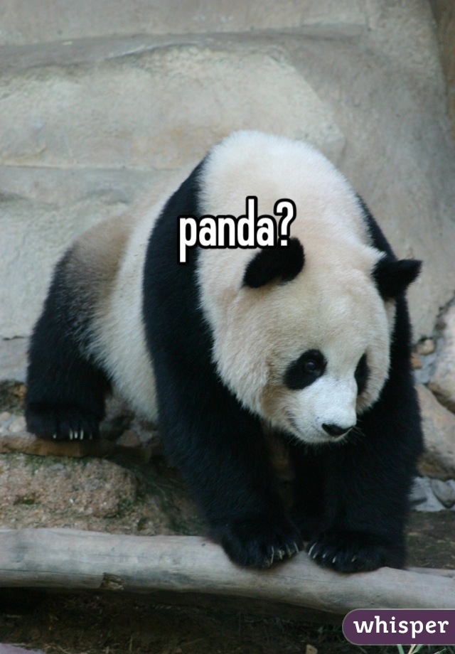 panda?