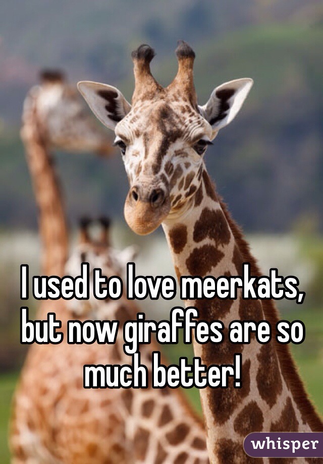 I used to love meerkats, but now giraffes are so much better! 
