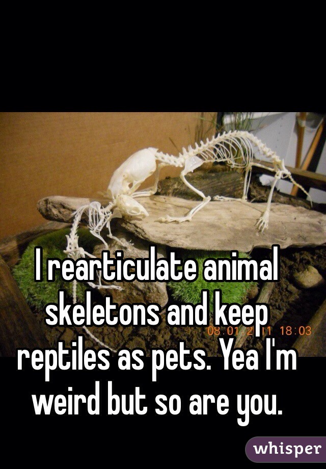 I rearticulate animal skeletons and keep reptiles as pets. Yea I'm weird but so are you.