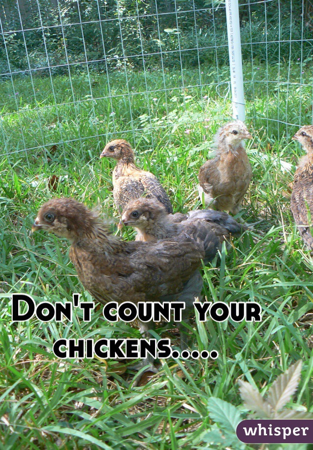 Don't count your chickens.....