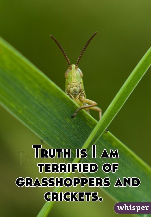 Truth is I am terrified of grasshoppers and crickets.  
