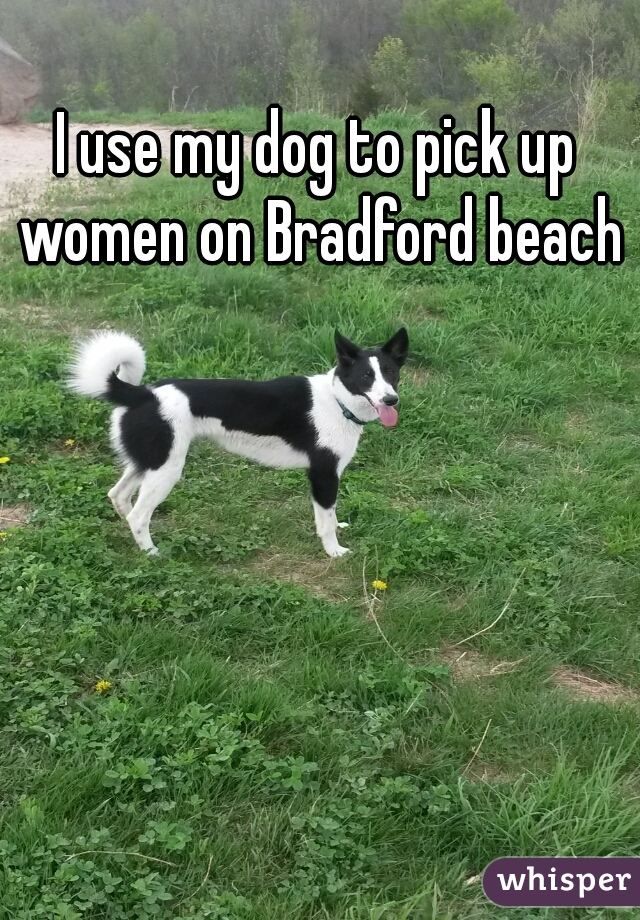 I use my dog to pick up women on Bradford beach