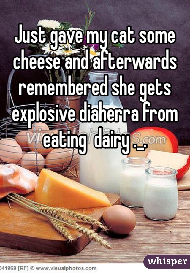 Just gave my cat some cheese and afterwards remembered she gets explosive diaherra from eating  dairy ._.