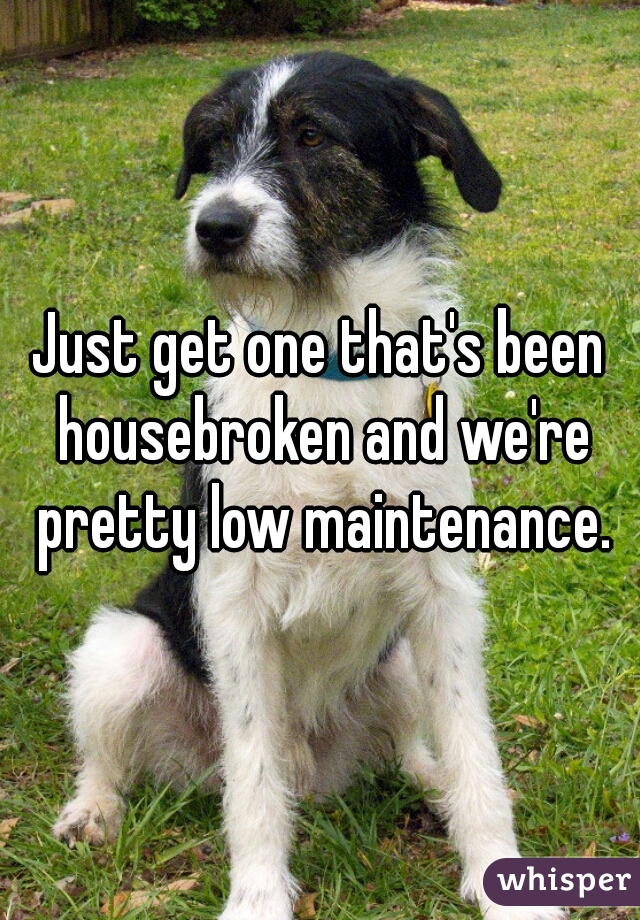 Just get one that's been housebroken and we're pretty low maintenance.