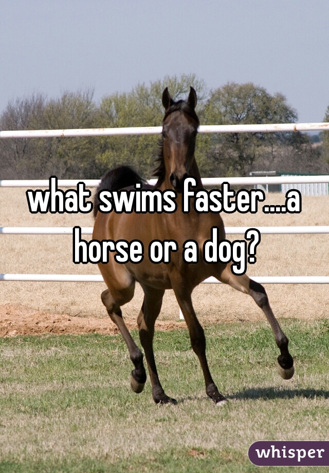 what swims faster....a horse or a dog?