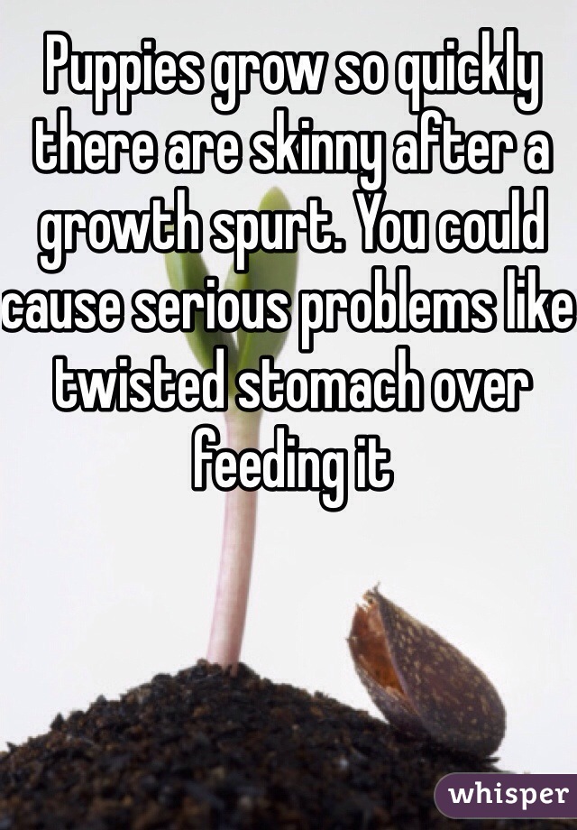 Puppies grow so quickly there are skinny after a growth spurt. You could cause serious problems like twisted stomach over feeding it