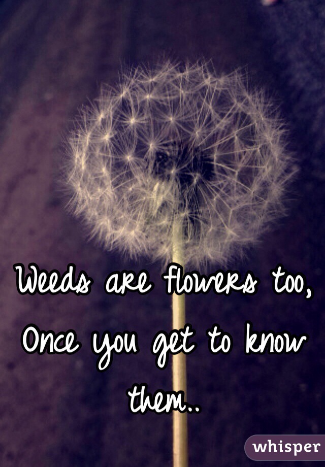 Weeds are flowers too,
Once you get to know them..