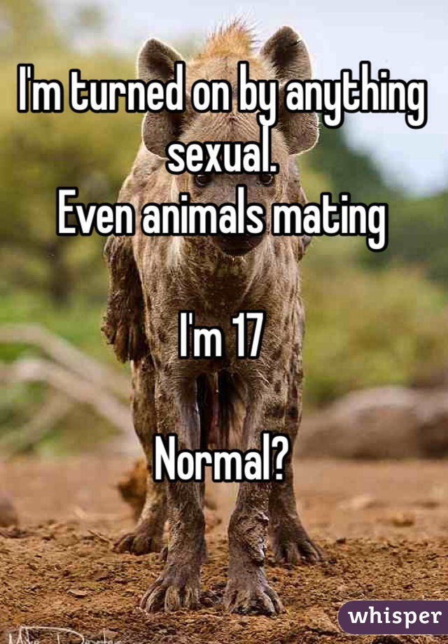 I'm turned on by anything sexual.
Even animals mating

I'm 17

Normal?