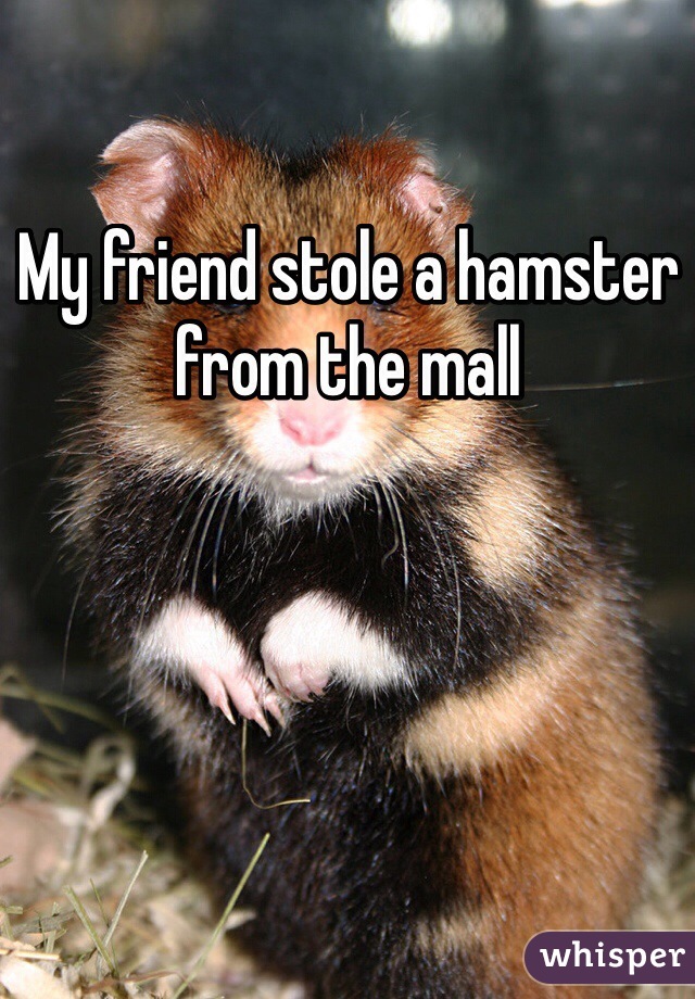 My friend stole a hamster from the mall 