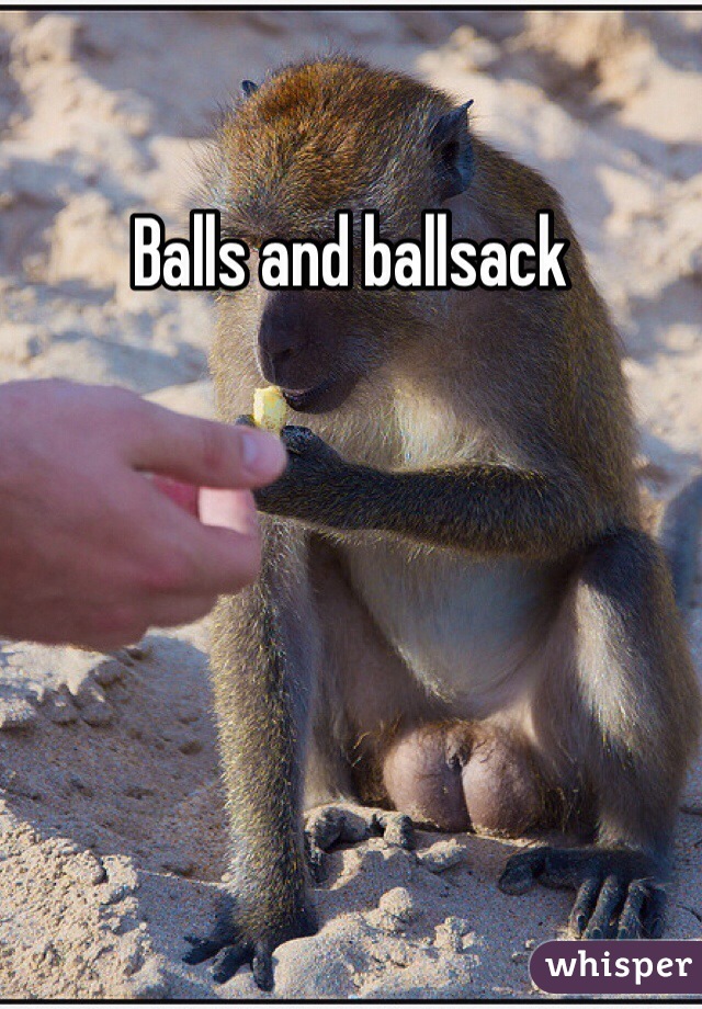 Balls and ballsack