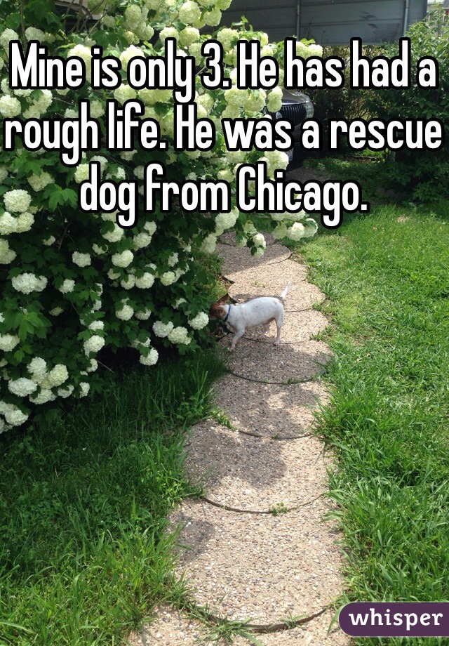 Mine is only 3. He has had a rough life. He was a rescue dog from Chicago.