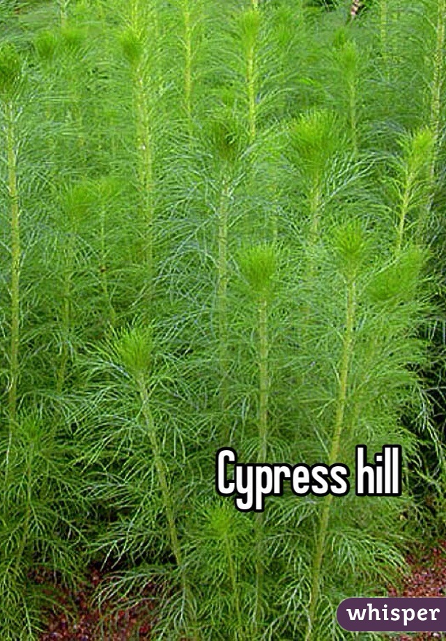 Cypress hill