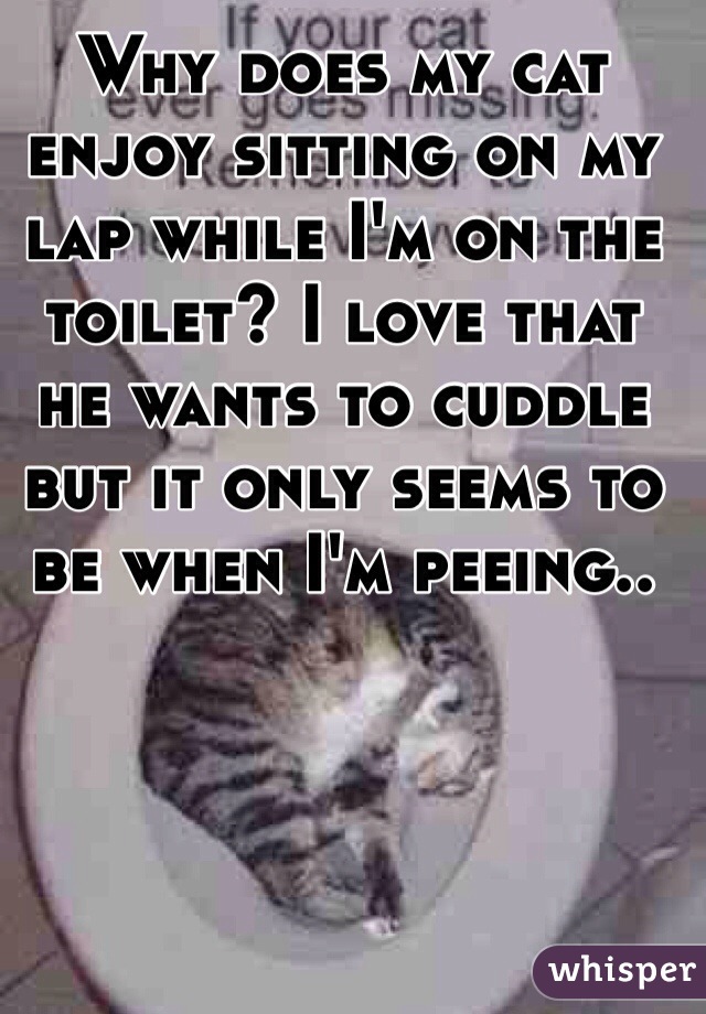 Why does my cat enjoy sitting on my lap while I'm on the toilet? I love that he wants to cuddle but it only seems to be when I'm peeing.. 