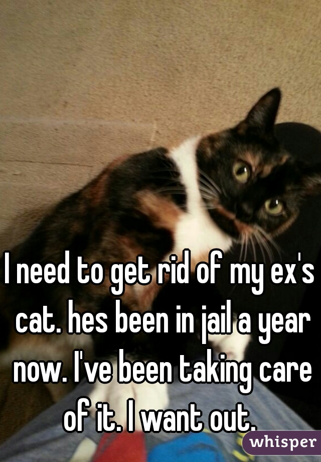 I need to get rid of my ex's cat. hes been in jail a year now. I've been taking care of it. I want out. 