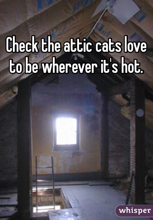 Check the attic cats love to be wherever it's hot. 