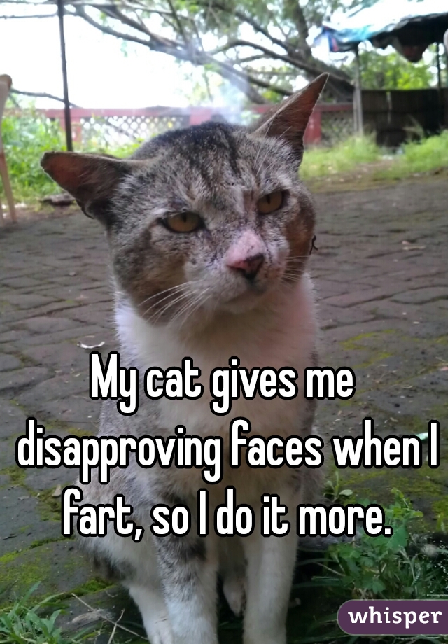 My cat gives me disapproving faces when I fart, so I do it more.