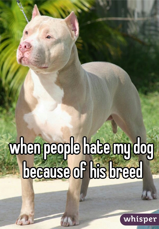 when people hate my dog because of his breed