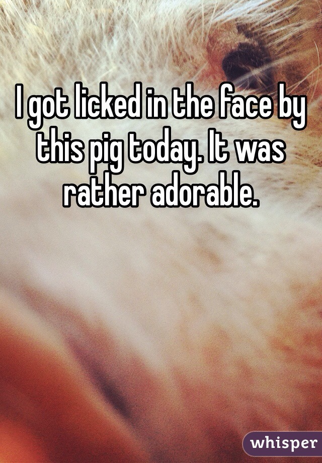 I got licked in the face by this pig today. It was rather adorable. 