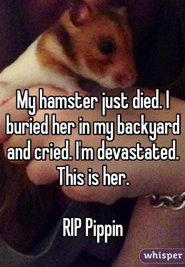 My hamster just died. I buried her in my backyard and cried. I'm devastated. This is her.

RIP Pippin