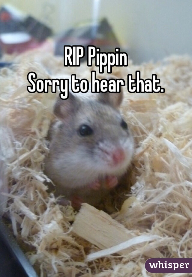 RIP Pippin
Sorry to hear that. 