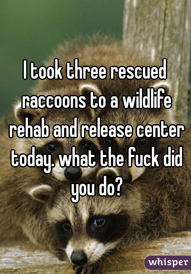 I took three rescued raccoons to a wildlife rehab and release center today. what the fuck did you do?