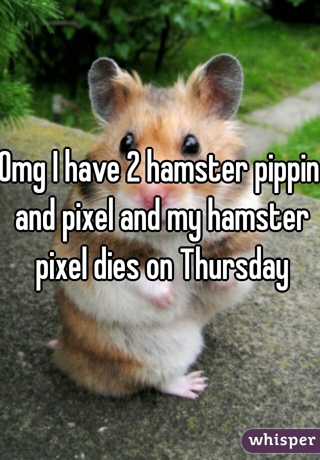 Omg I have 2 hamster pippin and pixel and my hamster pixel dies on Thursday